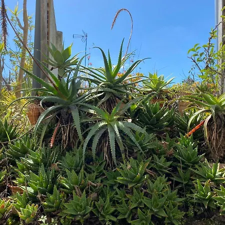 Апартаменти Terrace & Sunny - Center, Quiet & Pratical Лісабон